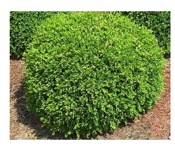 Buxus x 'Green Gem' shrub